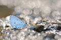 Cedar Valley Glass butterfly