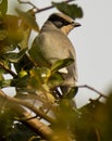 Cedar wax wing bird perching on a tree in a daylight in kuwait Royalty Free Stock Photo