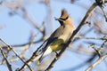 Cedar Wax Wing Bird in the Spring Royalty Free Stock Photo