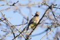 Cedar Wax Wing Bird in the Spring Royalty Free Stock Photo