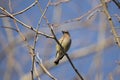 Cedar Wax Wing Bird in the Spring Royalty Free Stock Photo