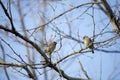 Cedar Wax Wing Bird in the Spring Royalty Free Stock Photo