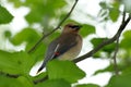 Cedar wax wing perched in tree. Royalty Free Stock Photo