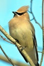 Cedar Waxwing