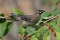 Cedar Waxwing