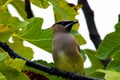 Cedar Waxwing Bandit Bird Royalty Free Stock Photo