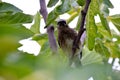 Cedar Waxwing Bird in Fig Tree 02 Royalty Free Stock Photo