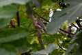 Cedar Waxwing Bird in Fig Tree 05 Royalty Free Stock Photo