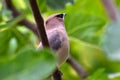 Cedar Waxwing Bird in Fig Tree 09 Royalty Free Stock Photo