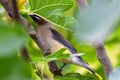 Cedar Waxwing Bird in Fig Tree 12 Royalty Free Stock Photo