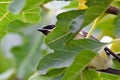 Cedar Waxwing Bird in Fig Tree 16