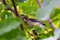 Cedar Waxwing Bird in Fig Tree 20 Royalty Free Stock Photo