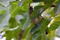 Cedar Waxwing Bird in Fig Tree 22 Royalty Free Stock Photo