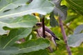 Cedar Waxwing Bird in Fig Tree 25 Royalty Free Stock Photo