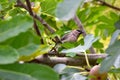 Cedar Waxwing Bird in Fig Tree 49 Royalty Free Stock Photo