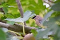 Cedar Waxwing Bird in Fig Tree 51 Royalty Free Stock Photo