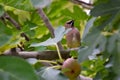 Cedar Waxwing Bird in Fig Tree 57 Royalty Free Stock Photo