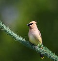 Cedar Waxwing bird