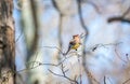 Cedar Waxwing bird in a bush with berries during Springtime Royalty Free Stock Photo