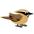 Cedar Waxwing Bird Cartoon