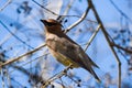 Cedar waxwing bird closeup Royalty Free Stock Photo