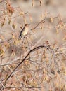 Cedar Waxwing Bird in Golden Foliage Royalty Free Stock Photo