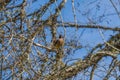 Cedar waxwing with a berry in its mouth