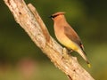 Cedar Waxwing bird perched on deadwood branch Royalty Free Stock Photo