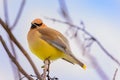 Cedar Waxwing Bird Perched on tree branch with fluffed feathers