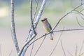 Cedar Waxwing bird Royalty Free Stock Photo