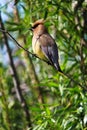 A Cedar Waxwing bird sitting on a branch Royalty Free Stock Photo