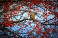 Cedar Waxwing Bird Surrounded by Berries