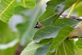 Cedar Waxwing Bird in Fig Tree 18 Royalty Free Stock Photo