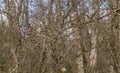 Cedar waxwing birds eating berries