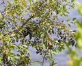 Cedar Waxwing Stock Photo and Image. Birds perched eating wild berry fruits in their environment and habitat surrounding with a