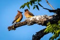 Cedar Waxwing birds resting on a branch