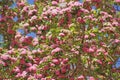 Cedar Waxwing (Bombycilla cedorum) in blossoming tree Royalty Free Stock Photo