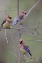 Cedar Waxwing (Bombycilla cedorum cedorum)