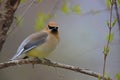 Cedar Waxwing (Bombycilla cedorum cedorum) Royalty Free Stock Photo