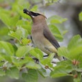 Cedar Waxwing eating a mulberry Royalty Free Stock Photo