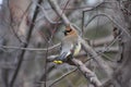 Cedar Waxwing (Bombycilla cedrorum) Royalty Free Stock Photo