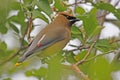 Cedar Waxwing (Bombycilla cedrorum) Royalty Free Stock Photo