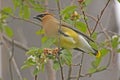 Cedar Waxwing (Bombycilla cedrorum) Royalty Free Stock Photo