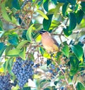 Cedar Waxwing - Bombycilla cedrorum - Bird Royalty Free Stock Photo