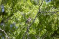 Cedar Waxwing Royalty Free Stock Photo