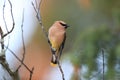 cedar waxwing (Bombycilla cedrorum)  Glacier National Park in Montana, USA Royalty Free Stock Photo