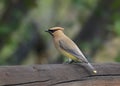 Cedar Waxwing bombycilla cedrorum