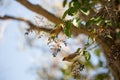 Cedar waxwing - Bombycilla cedrorum Royalty Free Stock Photo