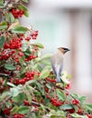 Cedar waxwing - Bombycilla cedrorum Royalty Free Stock Photo