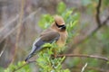 Cedar Waxwing Bombycilla cedrorum perched in a bush Royalty Free Stock Photo